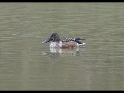 Northern Shoveler, Sabal Palm Sanctuary, Brownsville, TX