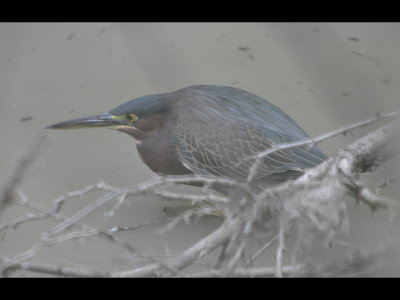 Green Heron