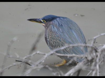 Green Heron