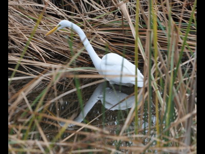 Great Egret along the boardwalk at the South Padre Island Convention Center, TX