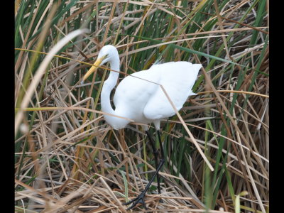 Great Egret