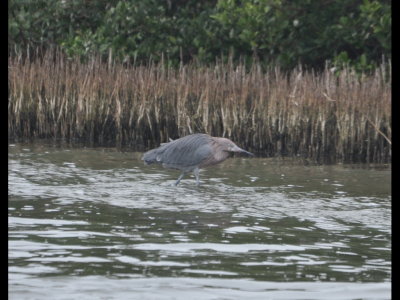 Reddish Egret near boardwalk at SPI Convention Center