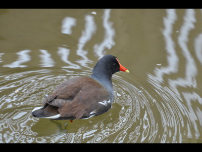 Common Gallinule