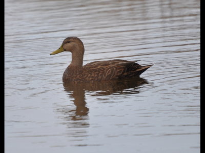 Mottled Duck