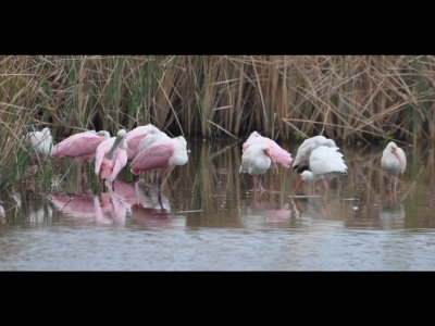 Roseate Spoonbills and White Ibis in water at SPI Convention Center