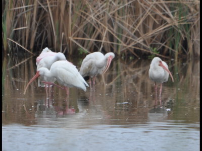 White Ibis