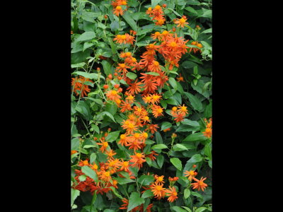 Orange berries on a bush around the Convention Center on South Padre Island, TX