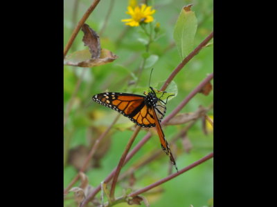 A lone Monarch butterfly looking for some nectar on a cold, gray day on SPI