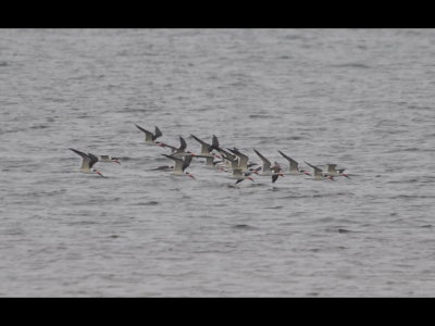 Black Skimmers skimming over the water