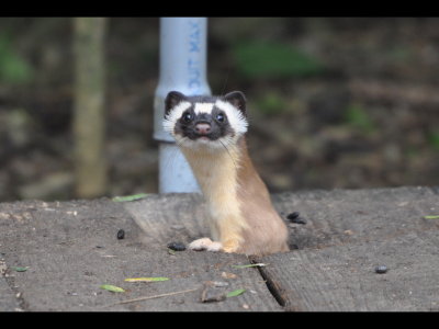 From SPI, we went to the visitor center at Laguna Atascosa National Wildlife Refuge and found this weasel sticking its head up out of a hole in the boardwalk like a whack-a-mole. We never saw the rest of it, but from the shoulders up it looks like a Long-tailed Weasel.