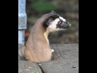 Long-tailed Weasel at Laguna Atascosa NWR visitor center