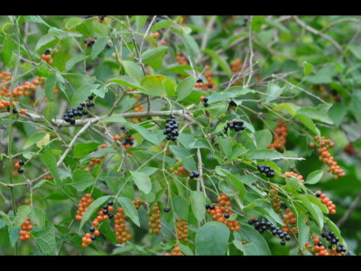Black and orange berries on a bush at LANWR