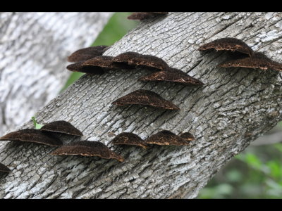 Fungus on a tree at the LANWR visitor center