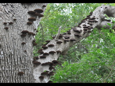 Fungus on a tree