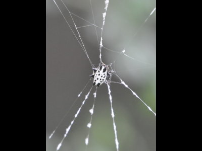 Black and white spider on its web at the LANWR visitor center