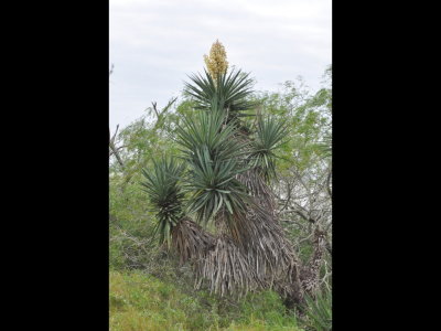 Joshua tree blooming at LANWR