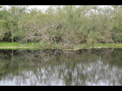 Pond at LANWR