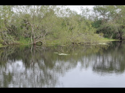 Another view of reflections on a pond at LANWR