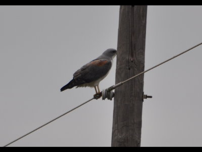 Adult White-tailed Hawk on a wire at LANWR