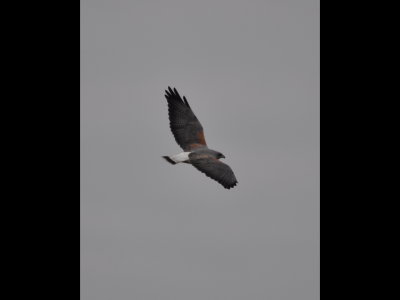 White-tailed Hawk with black stripe on end of tail