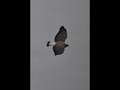 White-tailed Hawk at LANWR
