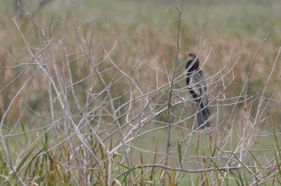 Anhinga at the back of a marshy area