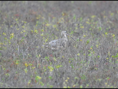 Long-billed Curlew walking the grasses at LANWR