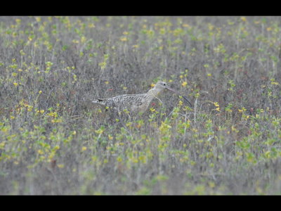 Long-billed Curlew