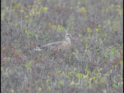 Long-billed Curlew
