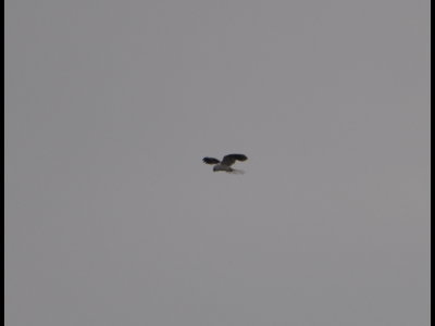 White-tailed Kite hovering above the field at LANWR