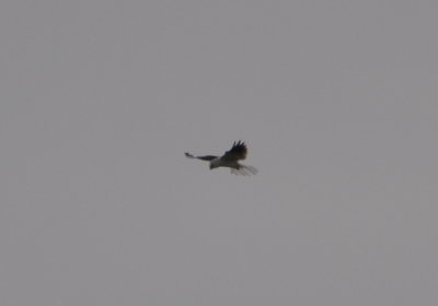 White-tailed Kite