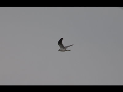 White-tailed Kite