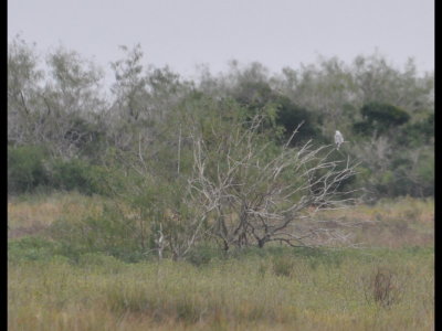 White-tailed Kite sitting in a distant tree at Laguna Atascosa NWR, TX