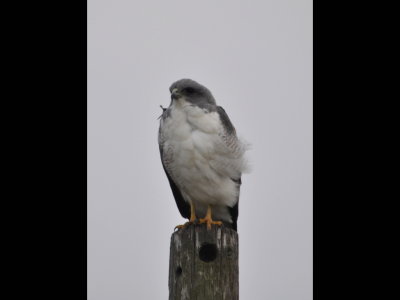 White-tailed Hawk sitting atop a power pole at LANWR