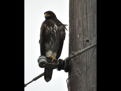 Young Harris's Hawk sitting on a wire at Laguna Atascosa NWR