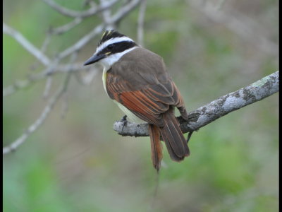 Great Kiskidee about to lose a feather at Estero Llano Grande State Park, TX