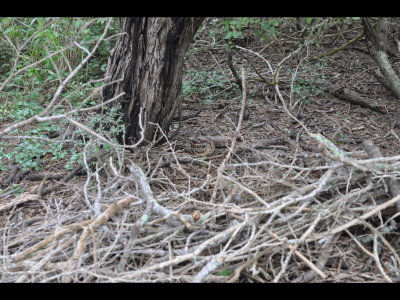 Can you find the Pauraque?