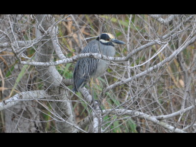 Yellow-crowned Night-heron on the other side of Grebe Pond