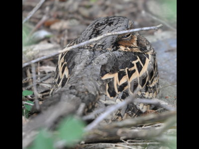 Another Pauraque along the trail