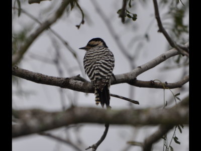 Female Ladder-backed Woodpecker at Estero Llano Grande State Park, Weslaco, TX
