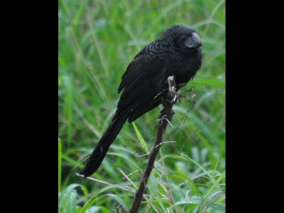 Groove-billed Ani