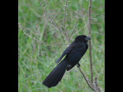 Groove-billed Ani