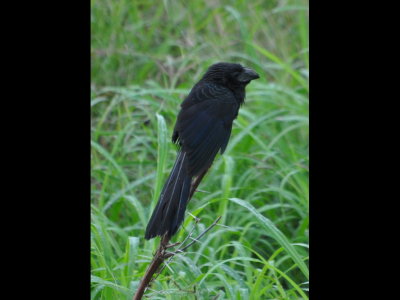 Groove-billed Ani