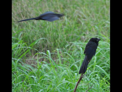 Groove-billed Ani