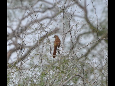 On the walk back along the dike, we saw this Long-billed Thrasher.