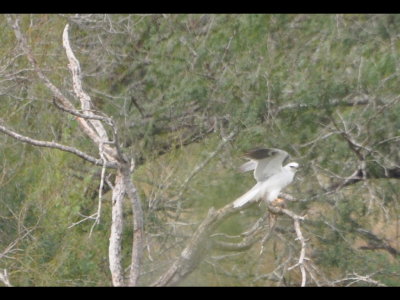White-tailed Kite alighting on a snag along the dike at Estero Llano Grande State Park, TX
