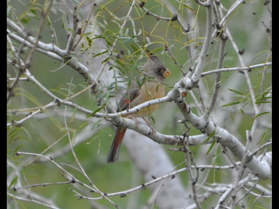 Pyrrhuloxia at ELG