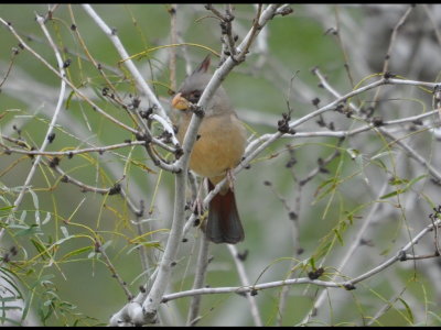 Pyrrhuloxia