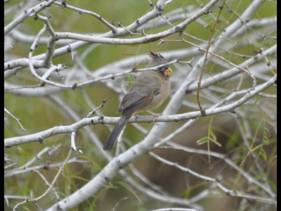 Then back into the tree