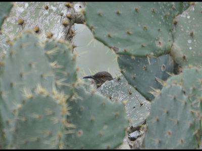 As we got back down on the trail, this Curve-billed Thrasher poked its head up between the ears of a big prickly pear cactus.